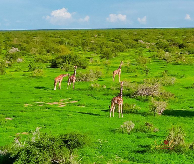 Restoring Rangelands and Renewing Hope in Northern Kenya
