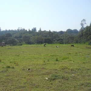 Half an acre Arable land in Kasosi, Mabanga, Bungoma